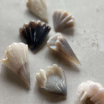 Sparkling druzy quartz seashell crystal carving made from natural agate