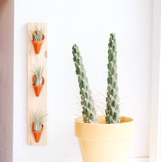 Ceramic Wall Air Plant Planter - Triple