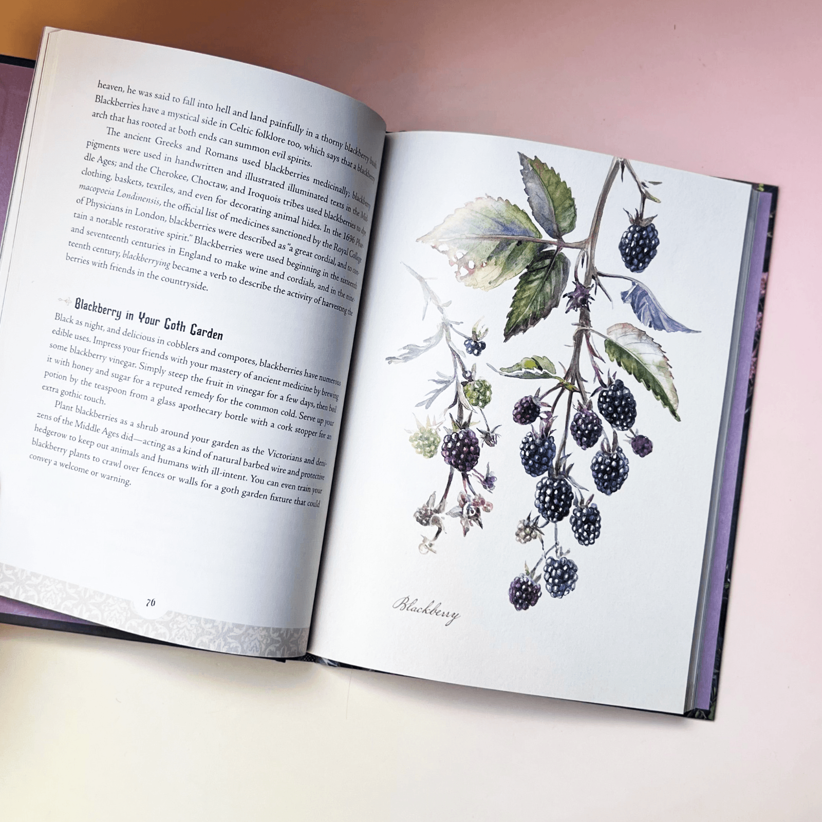 Open Goth Garden book showing black petunia illustration and plant description