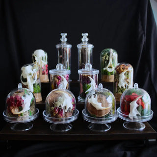 Mini Bone Terrarium Apothecary Jars: Jawbones