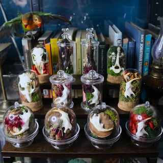 Mini Bone Terrarium Apothecary Jars: Jawbones