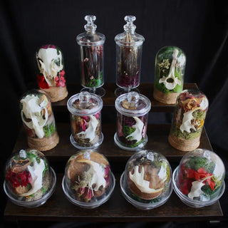 Mini Bone Terrarium Apothecary Jars: Jawbones