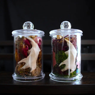 Mini Bone Terrarium Apothecary Jars: Jawbones