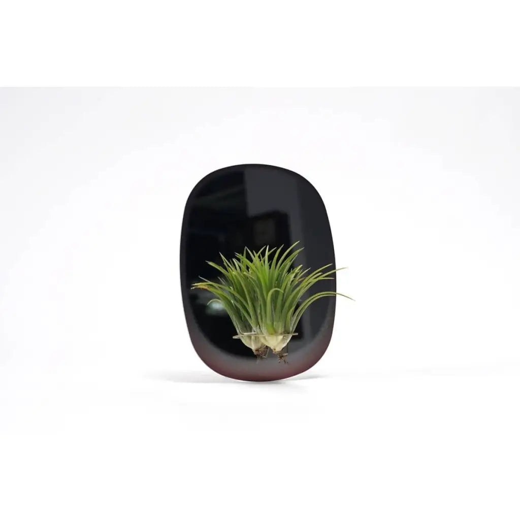 Rectangle Mirror Planter for Air Plants