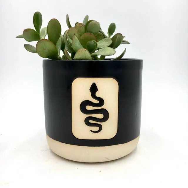 black or white pot for snake plant Snake Plant Pot/Planter from Ruby Farms Pottery – The Boho Depot