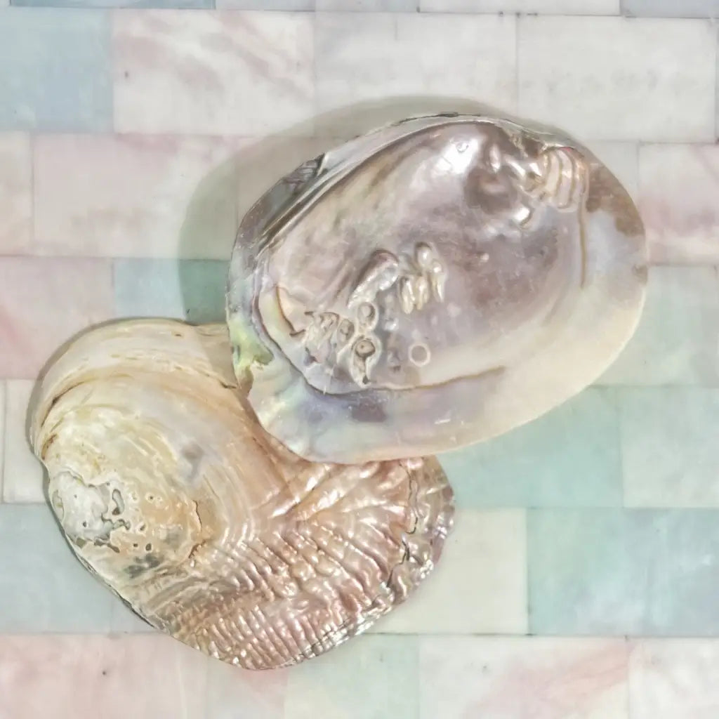 Pearl Shell Dish | Sage Smudge Bowl